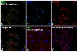 Invitrogen IBA1 Polyclonal Antibody 100 &mu;L; Unconjugated:Antibodies