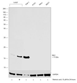 Invitrogen IBA1 Polyclonal Antibody 100 &mu;L; Unconjugated:Antibodies