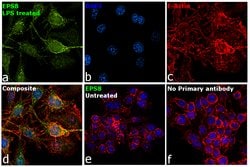 Invitrogen&trade;&nbsp;EPS8 Polyclonal Antibody