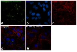 Invitrogen&trade;&nbsp;PSAP Polyclonal Antibody