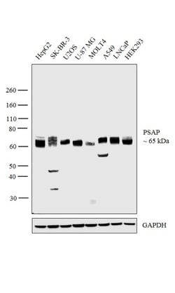 Invitrogen PSAP Polyclonal Antibody 100 &mu;L | Buy Online | Invitrogen&trade; | Fisher Scientific