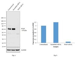 Invitrogen PSAP Polyclonal Antibody 100 &mu;L | Buy Online | Invitrogen&trade; | Fisher Scientific