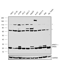 Invitrogen HPRT1 Polyclonal Antibody 100 &mu;L; Unconjugated:Antibodies,