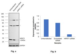 Invitrogen HPRT1 Polyclonal Antibody 100 &mu;L; Unconjugated:Antibodies,