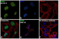Invitrogen PAX8 Polyclonal Antibody 100 &mu;L; Unconjugated:Antibodies,