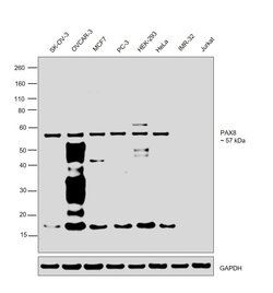 Invitrogen PAX8 Polyclonal Antibody 100 &mu;L; Unconjugated:Antibodies,
