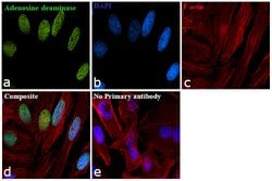 Invitrogen ADAR1 Polyclonal Antibody 100 &mu;L; Unconjugated:Antibodies,