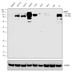 Invitrogen RRBP1 Polyclonal Antibody 100 &mu;L; Unconjugated:Antibodies,