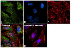 Invitrogen ARPC2 Polyclonal Antibody 100 &mu;L; Unconjugated:Antibodies,