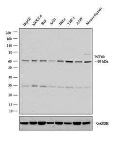 Invitrogen PUF60 Polyclonal Antibody 100 &mu;L; Unconjugated:Antibodies,