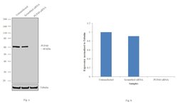 Invitrogen PUF60 Polyclonal Antibody 100 &mu;L; Unconjugated:Antibodies,