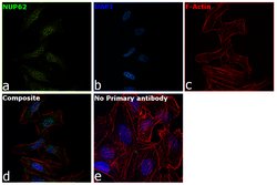 Invitrogen NUP62 Polyclonal Antibody 100 &mu;L; Unconjugated:Antibodies,