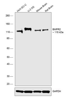 Invitrogen BMPR2 Polyclonal Antibody 100 &mu;L; Unconjugated:Antibodies,