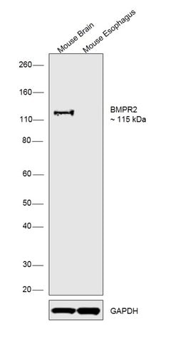 Invitrogen BMPR2 Polyclonal Antibody 100 &mu;L; Unconjugated:Antibodies,