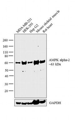 Invitrogen AMPK alpha-2 Polyclonal Antibody 100 &mu;L; Unconjugated:Antibodies,