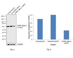 Invitrogen AMPK alpha-2 Polyclonal Antibody 100 &mu;L; Unconjugated:Antibodies,