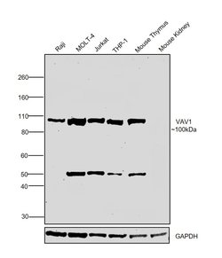 Invitrogen VAV1 Polyclonal Antibody 100 &mu;L; Unconjugated:Antibodies,
