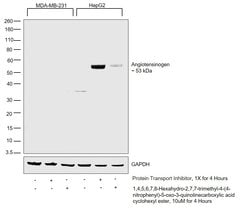 Invitrogen Angiotensinogen Polyclonal Antibody 100 &mu;L; Unconjugated:Antibodies,