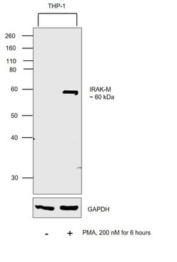 Invitrogen IRAK-M Polyclonal Antibody 100 &mu;L; Unconjugated:Antibodies,