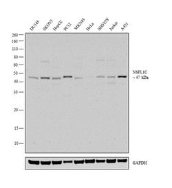 Invitrogen NSFL1C Polyclonal Antibody 100 &mu;L; Unconjugated:Antibodies,