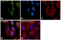 Invitrogen Radixin Polyclonal Antibody 100 &mu;L; Unconjugated:Antibodies,