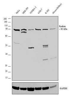 Invitrogen Radixin Polyclonal Antibody 100 &mu;L; Unconjugated:Antibodies,