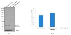 Invitrogen Bcl-X Polyclonal Antibody 100 &mu;L; Unconjugated:Antibodies,