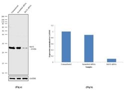 Invitrogen Bcl-X Polyclonal Antibody 100 &mu;L; Unconjugated:Antibodies,