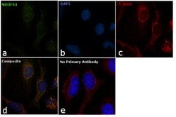 Invitrogen&trade;&nbsp;NDUFS4 Polyclonal Antibody