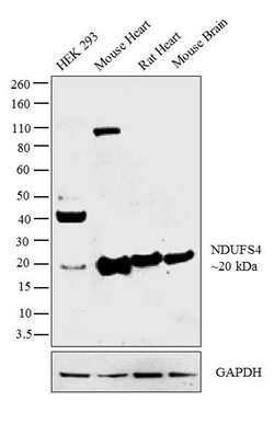 Invitrogen NDUFS4 Polyclonal Antibody 100 &mu;L | Buy Online | Invitrogen&trade; | Fisher Scientific