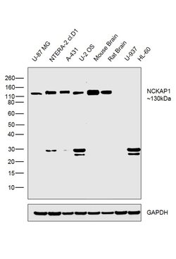 Invitrogen NCKAP1 Polyclonal Antibody 100 &mu;L; Unconjugated:Antibodies,