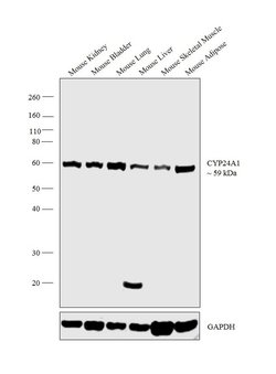 CYP24A1 Polyclonal Antibody, Invitrogen 100 &mu;L; Unconjugated:Antibodies,