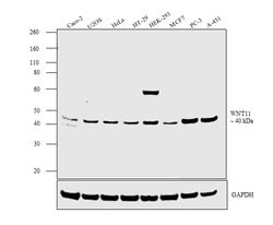 Invitrogen WNT11 Polyclonal Antibody 100 &mu;L | Buy Online | Invitrogen&trade; | Fisher Scientific