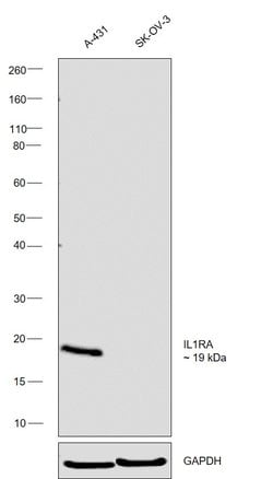 Invitrogen IL1RA Polyclonal Antibody 100 &mu;L; Unconjugated:Antibodies,
