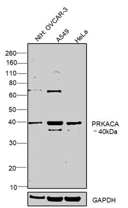 Invitrogen PKA alpha Polyclonal Antibody 100 &mu;L; Unconjugated:Antibodies,