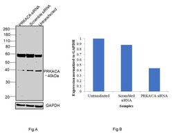Invitrogen PKA alpha Polyclonal Antibody 100 &mu;L; Unconjugated:Antibodies,