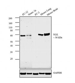 Invitrogen NLK Polyclonal Antibody 100 &mu;L; Unconjugated:Antibodies,