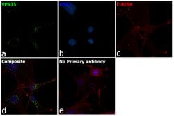 Invitrogen VPS35 Polyclonal Antibody 100 &mu;L; Unconjugated:Antibodies,