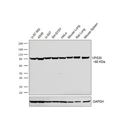 Invitrogen VPS35 Polyclonal Antibody 100 &mu;L; Unconjugated:Antibodies,