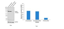 Invitrogen VPS35 Polyclonal Antibody 100 &mu;L; Unconjugated:Antibodies,