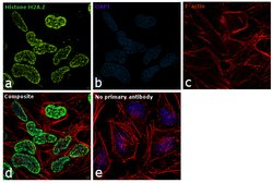 Invitrogen Histone H2A.Z Polyclonal Antibody 100 &mu;L; Unconjugated:Antibodies,