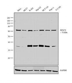 Invitrogen RPA70 Polyclonal Antibody 100 &mu;L; Unconjugated:Antibodies,