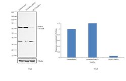 Invitrogen RPA70 Polyclonal Antibody 100 &mu;L; Unconjugated:Antibodies,