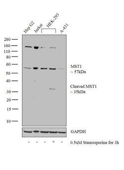 Invitrogen MST1 (STK4) Polyclonal Antibody 100 &mu;L; Unconjugated:Antibodies,