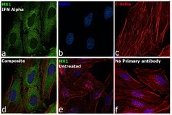 Invitrogen MX1 Polyclonal Antibody 100 &mu;L; Unconjugated:Antibodies,