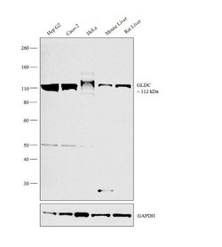 Invitrogen&trade;&nbsp;GLDC Polyclonal Antibody