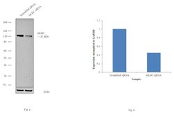 Invitrogen&trade;&nbsp;GLDC Polyclonal Antibody