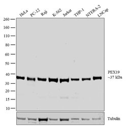 Invitrogen PEX19 Polyclonal Antibody 100 &mu;L; Unconjugated:Antibodies,