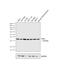 Invitrogen PPA1 Polyclonal Antibody 100 &mu;L; Unconjugated:Antibodies,