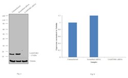 Invitrogen LAMTOR3 Polyclonal Antibody 100 &mu;L; Unconjugated:Antibodies,